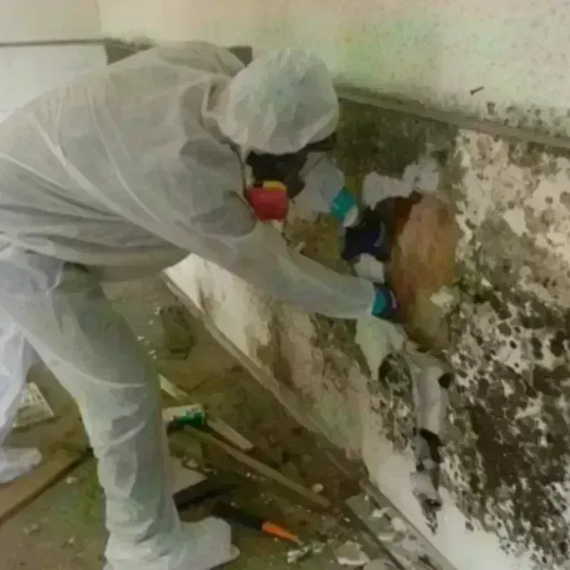 Mold Remediation and Removal in Battle Creek, NE